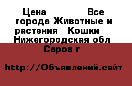 Zolton › Цена ­ 30 000 - Все города Животные и растения » Кошки   . Нижегородская обл.,Саров г.